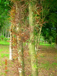 Tronco del árbol Gleditsia amorphoides.