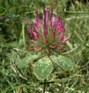 Trifolium hirtum — Rose clover, an introduced species. 
At the Blue Sky Ecological Reserve in the Laguna Mountains, Poway, California.