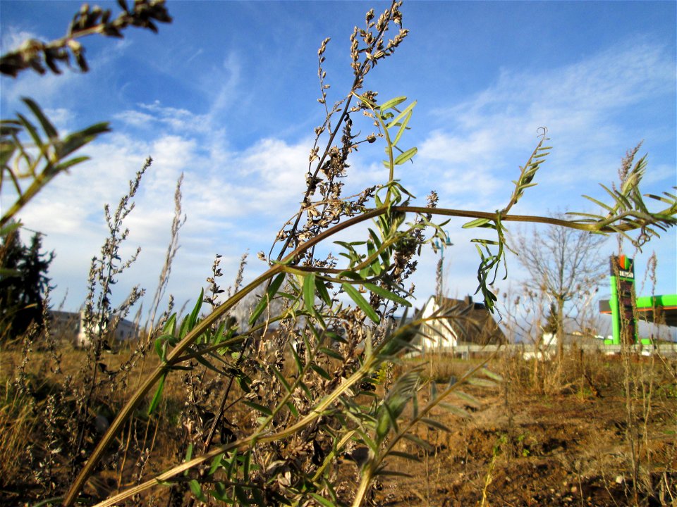 Viersamige Wicke (Vicia tetrasperma) auf einer sandigen Brachfläche bei Hockenheim