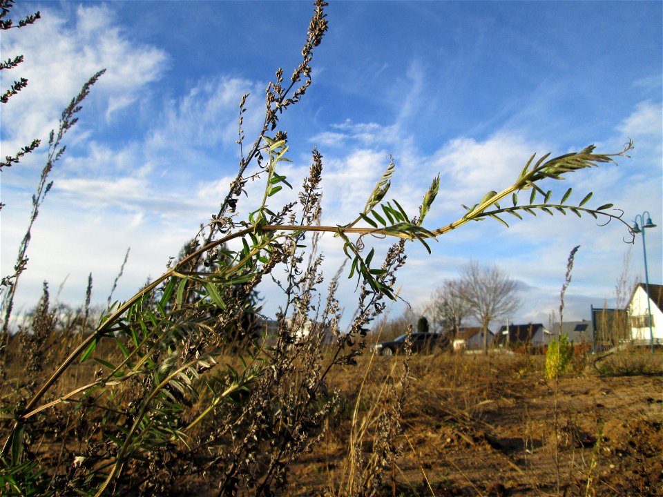 Viersamige Wicke (Vicia tetrasperma) auf einer sandigen Brachfläche bei Hockenheim