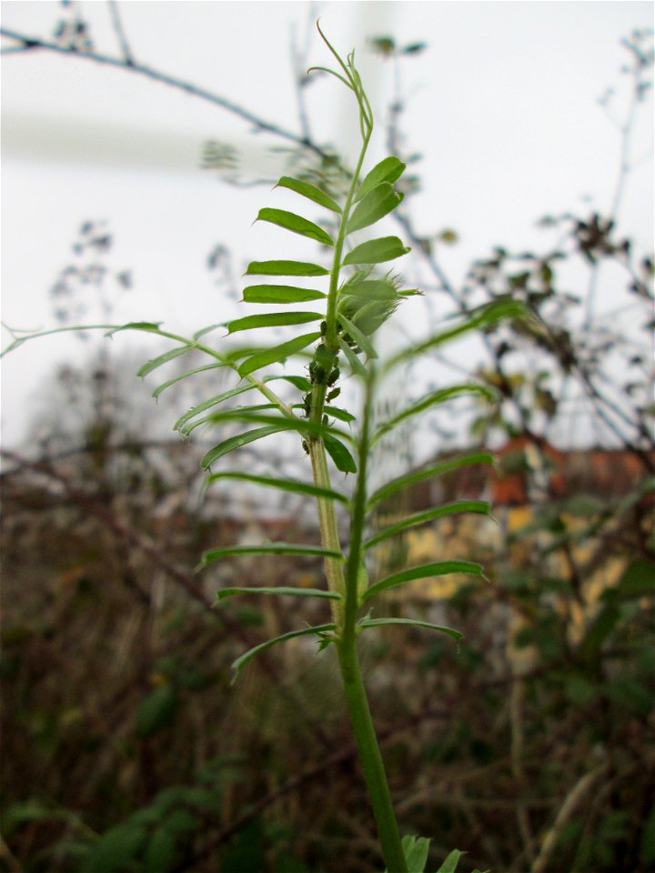 Viersamige Wicke (Vicia tetrasperma) in Hockenheim