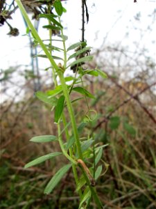 Viersamige Wicke (Vicia tetrasperma) in Hockenheim