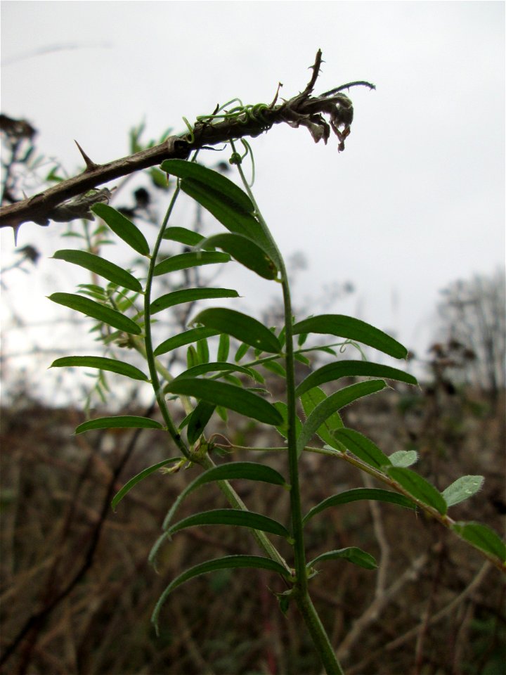 Viersamige Wicke (Vicia tetrasperma) in Hockenheim