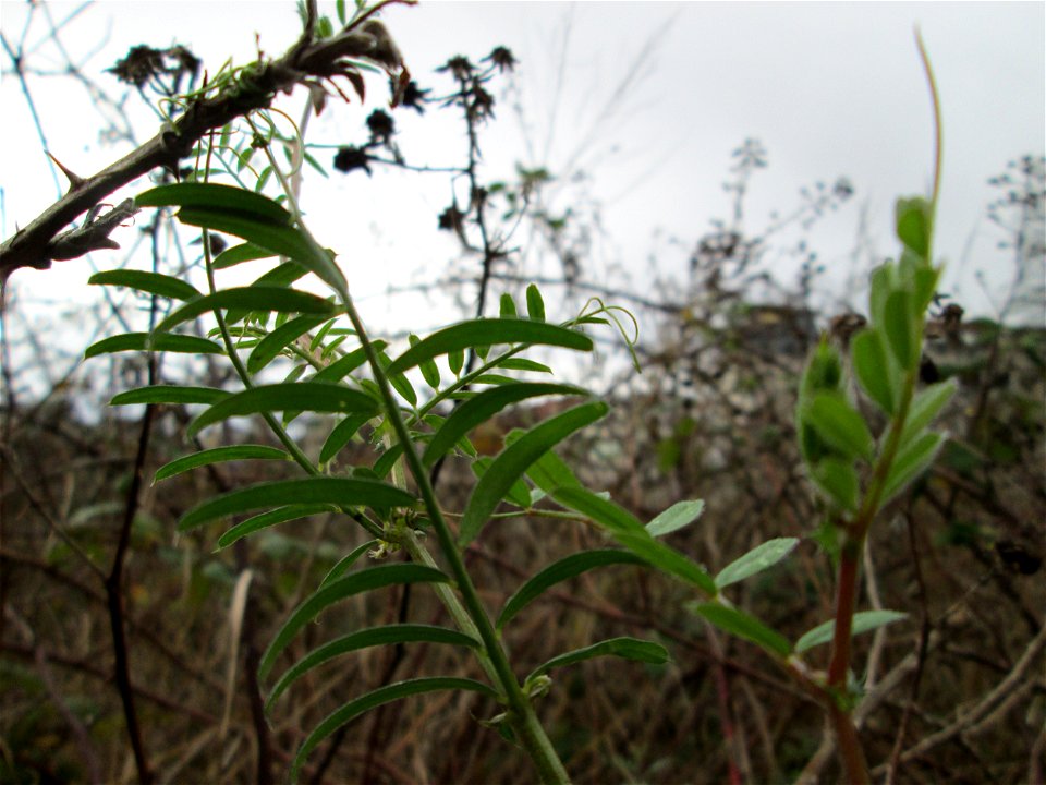 Viersamige Wicke (Vicia tetrasperma) in Hockenheim