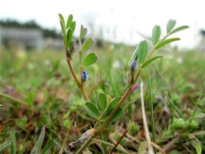 Winziges Exemplar einer Wicke (Vicia ) auf einer Parkplatzwiese in Hockenheim - ursprünglich aus dem Mittelmeerraum bis Westasien