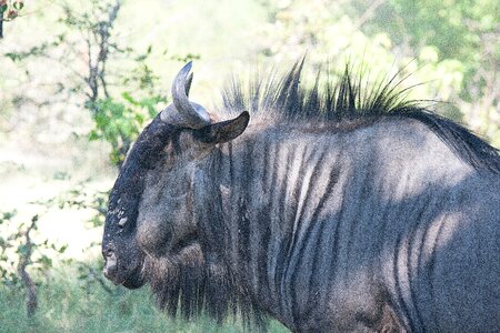 Horned common wildebeest antelope