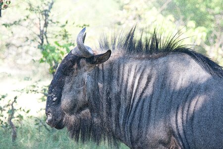 Horned common wildebeest antelope photo