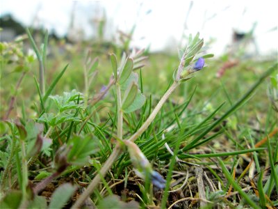 Winziges Exemplar einer Wicke (Vicia) auf einer Parkplatzwiese in Hockenheim - ursprünglich aus dem Mittelmeerraum bis Westasien