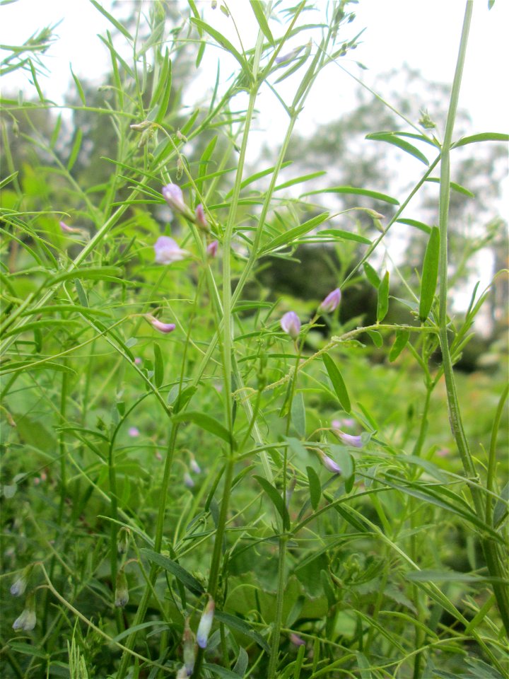 Viersamige Wicke (Vicia tetrasperma) im Naturschutzgebiet "St. Arnualer Wiesen"
