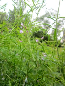 Viersamige Wicke (Vicia tetrasperma) im Naturschutzgebiet "St. Arnualer Wiesen"