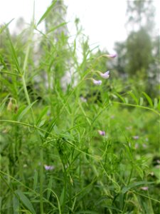 Viersamige Wicke (Vicia tetrasperma) im Naturschutzgebiet "St. Arnualer Wiesen"