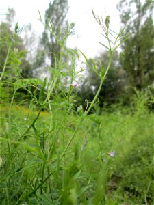 Viersamige Wicke (Vicia tetrasperma) im Naturschutzgebiet "St. Arnualer Wiesen"