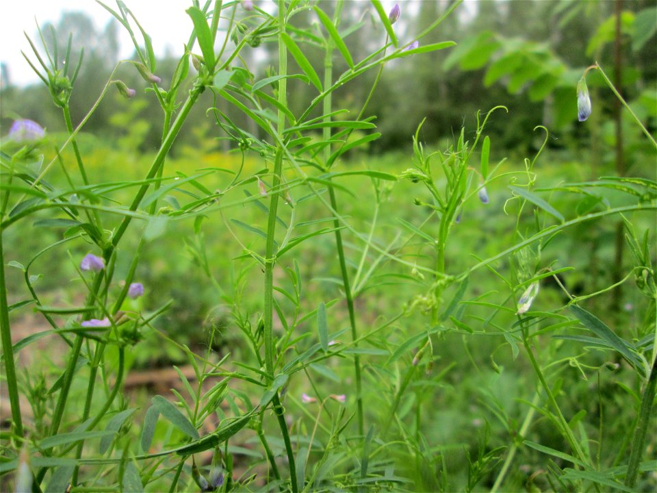 Viersamige Wicke (Vicia tetrasperma) im Naturschutzgebiet "St. Arnualer Wiesen"