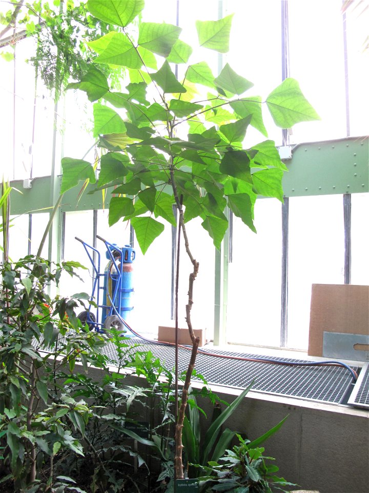 Erythrina speciosa in a greenhouse of the Jardin des Plantes in Paris. Identified by sign.