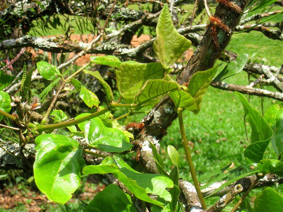 Erythrina speciosa in the Jardim Botânico de São Paulo, São Paulo City, SP, Brazil.