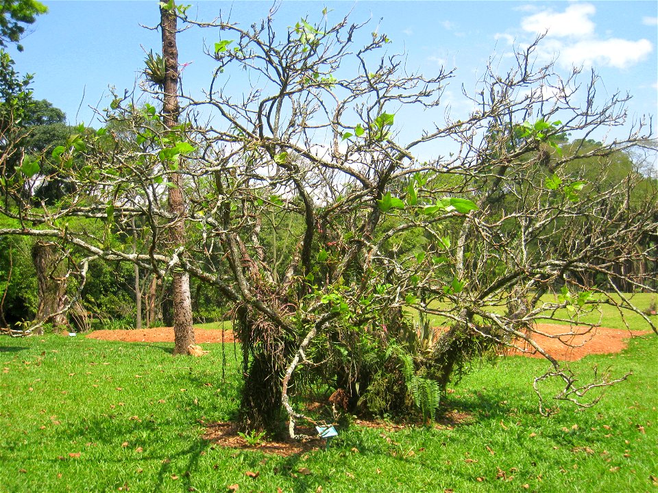 Erythrina speciosa in the Jardim Botânico de São Paulo, São Paulo City, SP, Brazil.