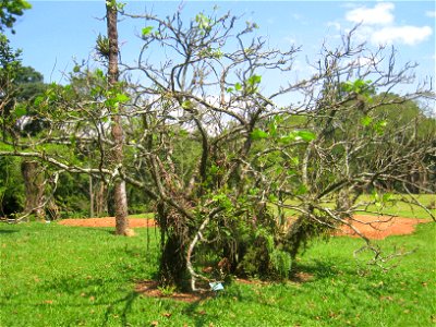 Erythrina speciosa in the Jardim Botânico de São Paulo, São Paulo City, SP, Brazil.