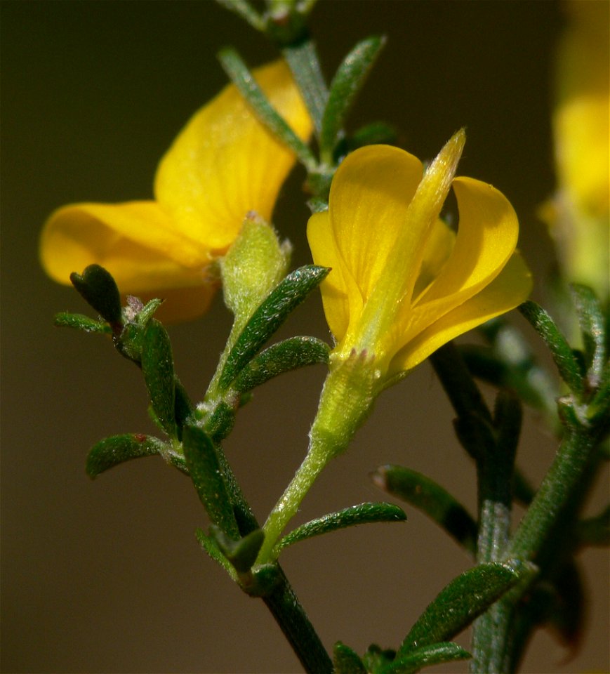 hairy greenweed - Genista pilosa