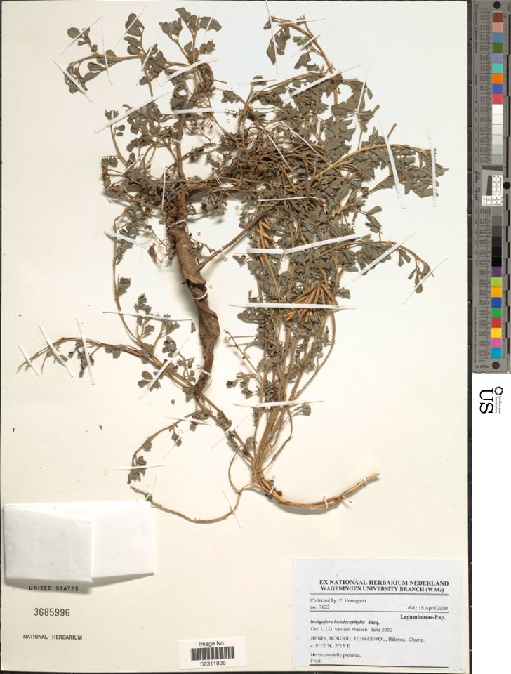 *Indigofera hendecaphylla Jacq.
Object Details
Biogeographical Region
22 - West Tropical Africa
Collector
P. Houngnon
Record Last Modified
30 Dec 2017
Specimen Count
1
Collection Date
19 Apr 2000
Barc