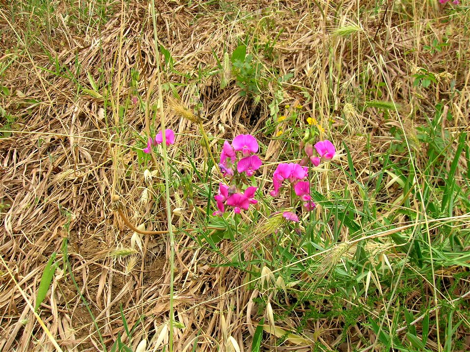 flora spontanea non identificata (forse Lathyrus), Necropoli della Banditaccia - Cerveteri (lazio) (Italia)