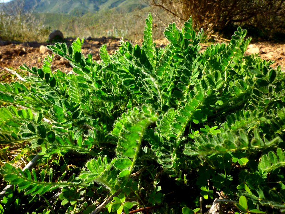 Astragalus nitidiflorus. A critically endangered endemic plant of Cartagena (Spain).