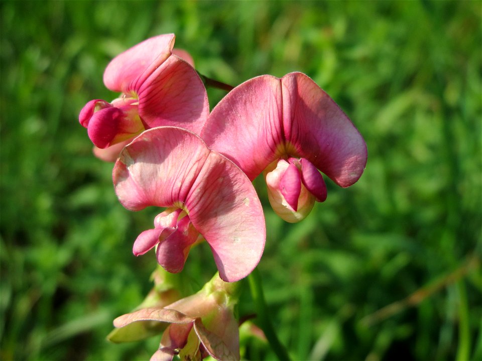 Wilde Platterbse (Lathyrus sylvestris) am Schalkenmehrener Maar