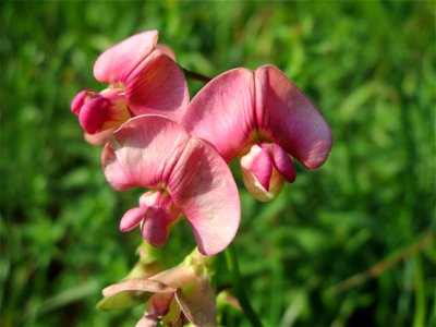 Wilde Platterbse (Lathyrus sylvestris) am Schalkenmehrener Maar