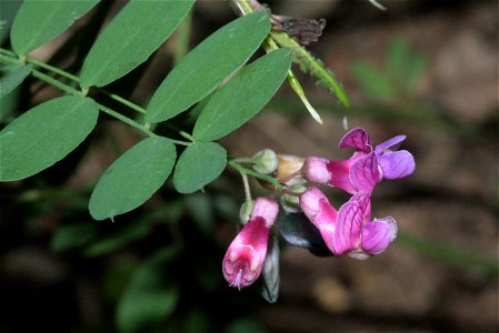 Lathyrus niger