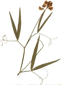 Lathyrus sylvestris, eigener Herbarbeleg von 1980 aus Unterfranken