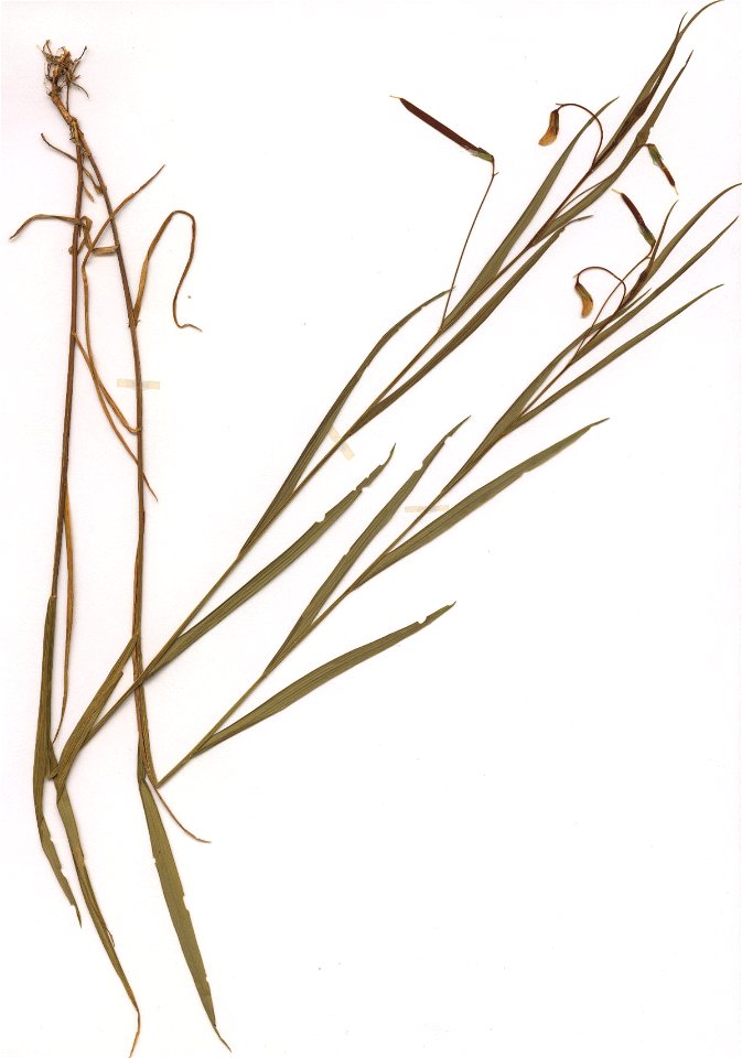 Lathyrus nissolia, eigener Herbarbeleg von 1982, Unterfranken
