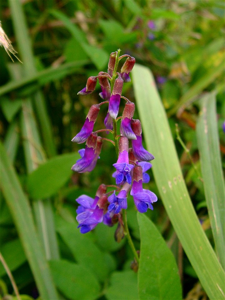 Vicia pseudoorobus at Odawara-city Japan.