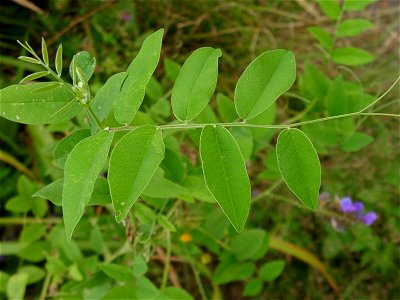 Vicia pseudoorobus leaf at Odawara-city Japan.