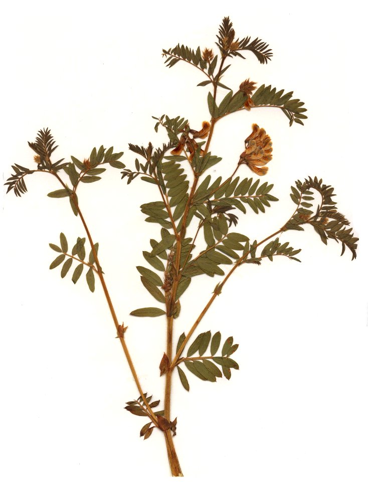 Vicia orobus Herbar
Herbarbeleg v. 6. Juni 1979
Fundort: Spessart (exakter Fundort wurde retuschiert zum Schutz des Standorts)