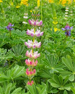 Grape Soda Lupine, Lupinus excubitus - at the Rancho Santa Ana Botanic Garden in Claremont, Southern California, U.S. Identified by garden i.d. sign. photo