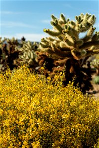 NPS / Alessandra Puig-Santana alt text: a bush of small yellow flowers in front of a Cholla cactus against a blue sky. photo