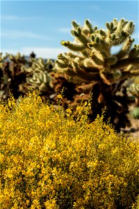 NPS / Alessandra Puig-Santana

alt text: a bush of small yellow flowers in front of a Cholla cactus against a blue sky.