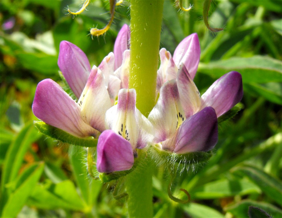 Lupinus excubitus at Rancho Santa Ana Botanic Garden in Claremont, California, USA. Identified by sign.