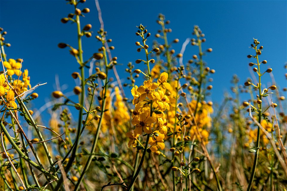 NPS / Alessandra Puig-Santana

alt text: small yellow flowers with green stems and buds against a blue sky.