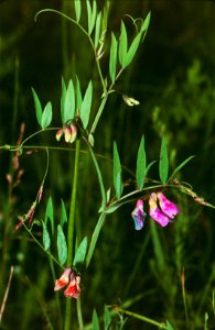 Lathyrus palustris eF