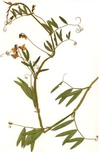 Lathyrus palustris, eigener Herbarbeleg vom 2. Juli 1984 - Fundort: Unterfranken (exakter Fundort wurde retuschiert zum Schutz des Standorts) – Hinweis: Das Sammeln bzw. Herbarisieren dieser Art ist n