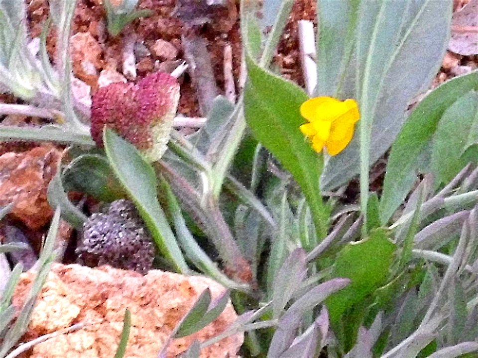 Scorpiurus sulcatus flowers, fruits and leaves  close up, Dehesa Boyal de Puertollano, Puertollano, Alicante, Spain.