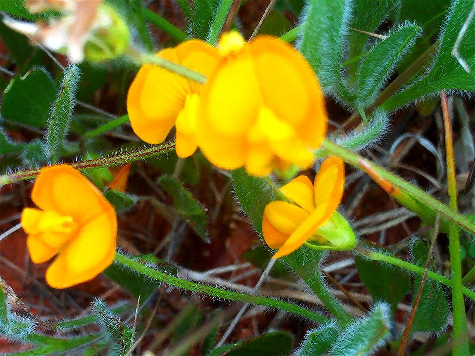 Scorpiurus sulcatus flower close up, Campo de Calatrava, Spain