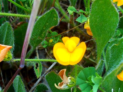 Scorpiurus sulcatus flowers and leaves, Campo de Calatrava, Spain
