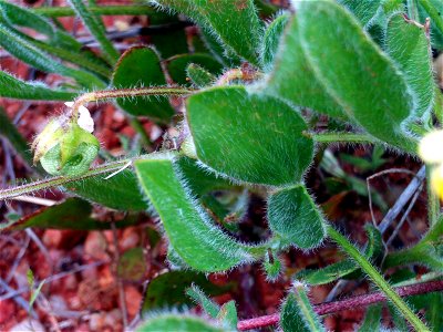 Scorpiurus sulcatus fruit and leaves, Campo de Calatrava, Spain