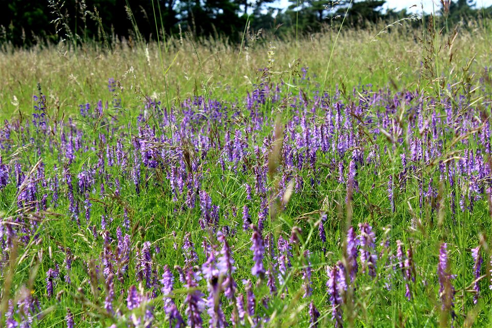 Naturschutzgebiet Brachenleite bei Tauberbischofsheim