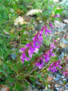 Vicia tenuifolia close up, Sierra Madrona, Spain