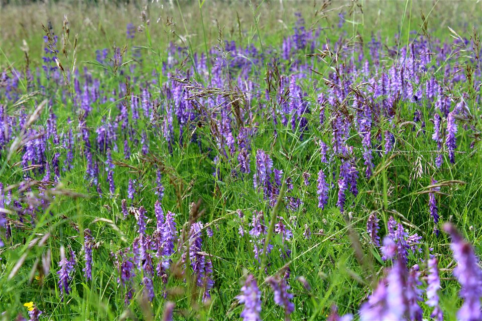 Naturschutzgebiet Brachenleite bei Tauberbischofsheim