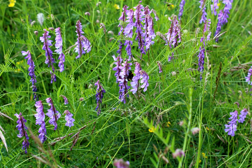 Naturschutzgebiet Brachenleite bei Tauberbischofsheim