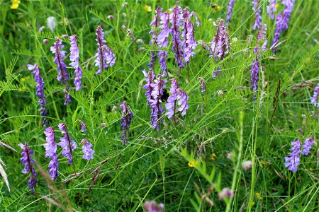 Naturschutzgebiet Brachenleite bei Tauberbischofsheim