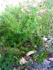 Vicia tenuifolia habit, Sierra Madrona, Spain